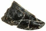 Serrated Abelisaurid Tooth - Dekkar Formation, Morocco #252280-1